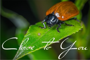 Close to You: The Script Handwritten Font for Casual, High-Impact Campaigns